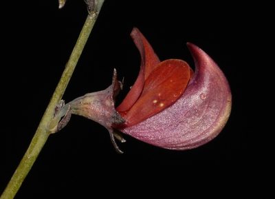 Lebeckia longipes, photographed by Brian du Preez