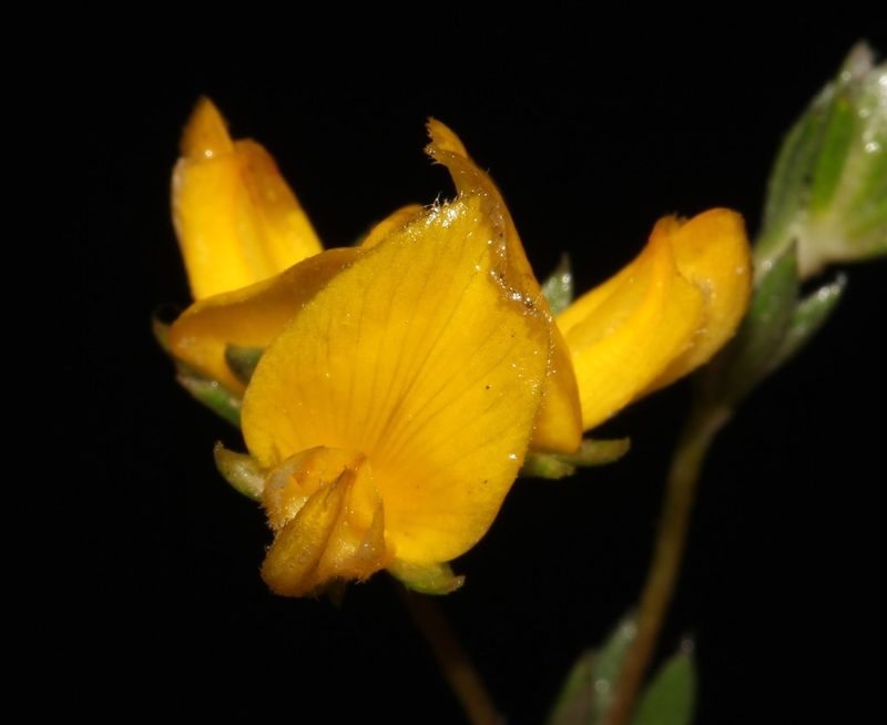 Aspalathus villosa, photographed by Brian du Preez