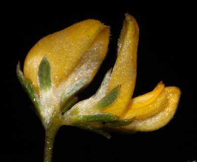 Aspalathus villosa, photographed by Brian du Preez
