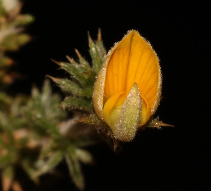 Aspalathus aristifolia, photographed by Brian du Preez