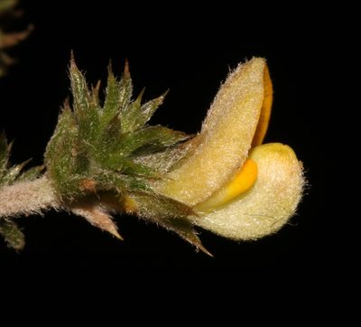Aspalathus aristifolia, photographed by Brian du Preez