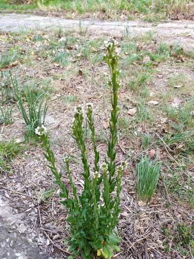 Arabis sagittata, photographed by Сергей Крыленко