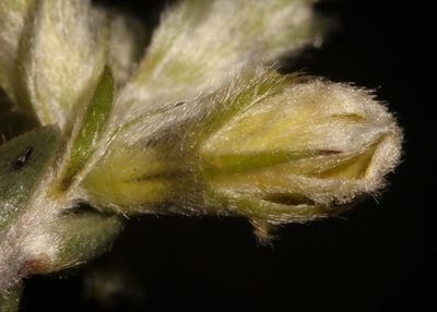 Aspalathus aemula, photographed by Brian du Preez