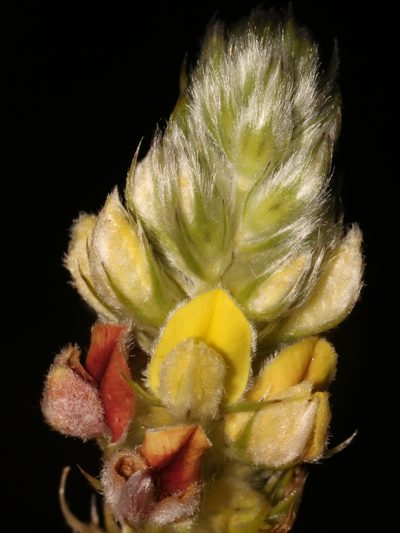 Aspalathus aemula, photographed by Brian du Preez