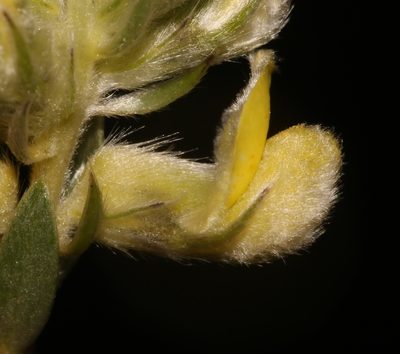 Aspalathus aemula, photographed by Brian du Preez