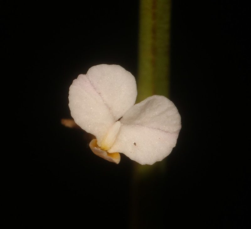 Muraltia angulosa, photographed by Brian du Preez