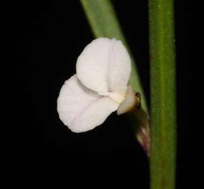 Muraltia angulosa, photographed by Brian du Preez