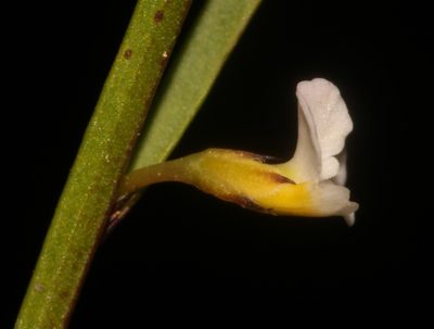 Muraltia angulosa, photographed by Brian du Preez
