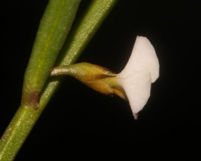Muraltia angulosa, photographed by Brian du Preez