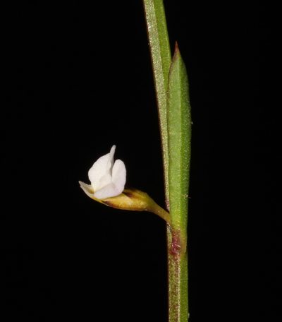 Muraltia angulosa, photographed by Brian du Preez
