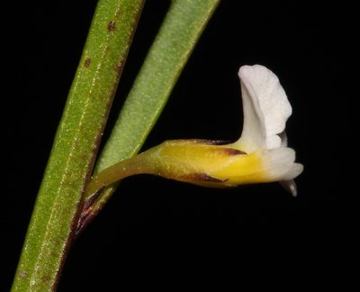 Muraltia angulosa, photographed by Brian du Preez