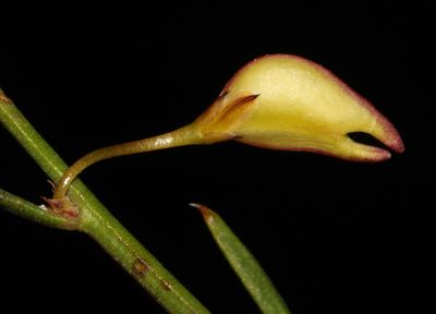 Muraltia angulosa, photographed by Brian du Preez