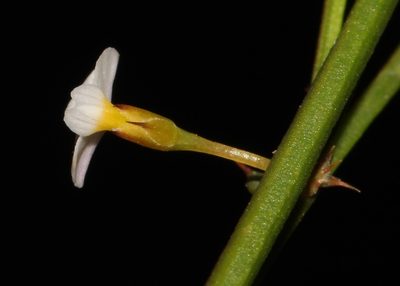 Muraltia angulosa, photographed by Brian du Preez