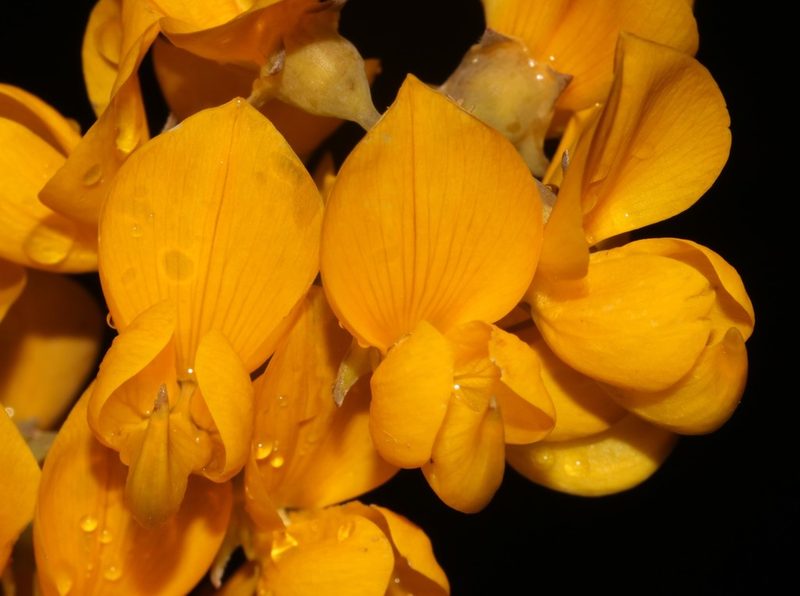 Lebeckia sepiaria, photographed by Brian du Preez