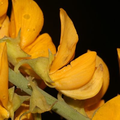 Lebeckia sepiaria, photographed by Brian du Preez