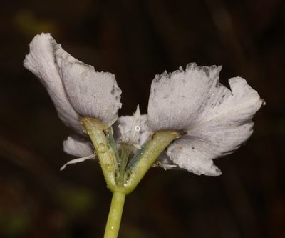 Moraea caeca, photographed by Brian du Preez