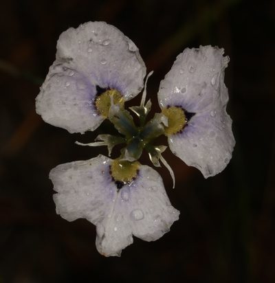 Moraea caeca, photographed by Brian du Preez