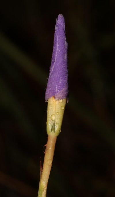 Moraea caeca, photographed by Brian du Preez
