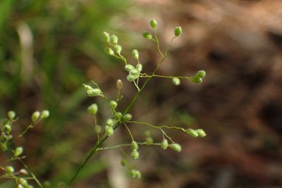 Dichanthelium laxiflorum, photographed by Austin Pursley