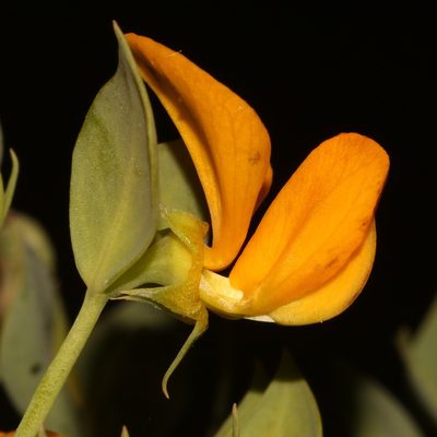 Rafnia globosa, photographed by Brian du Preez