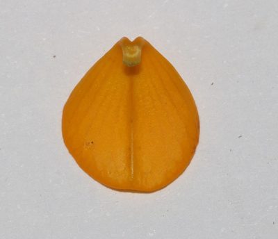 Rafnia globosa, photographed by Brian du Preez