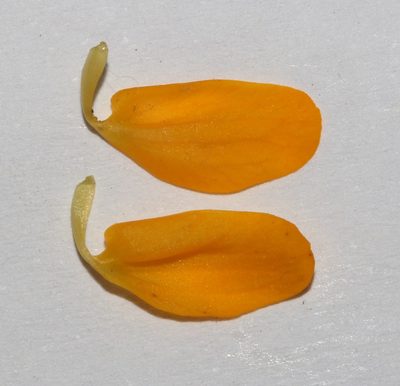 Rafnia globosa, photographed by Brian du Preez