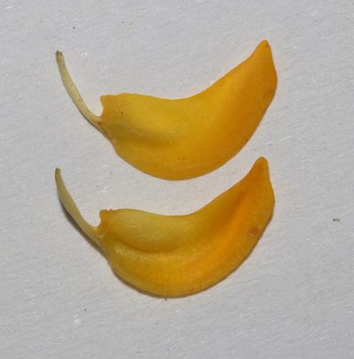 Rafnia globosa, photographed by Brian du Preez