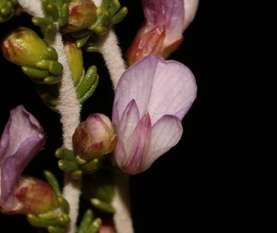 Aspalathus costulata, photographed by Brian du Preez