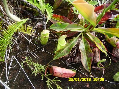 Nepenthes mirabilis, photographed by J Mark Earlam