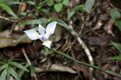 Dietes iridioides, photographed by Dr. Alexey Yakovlev
