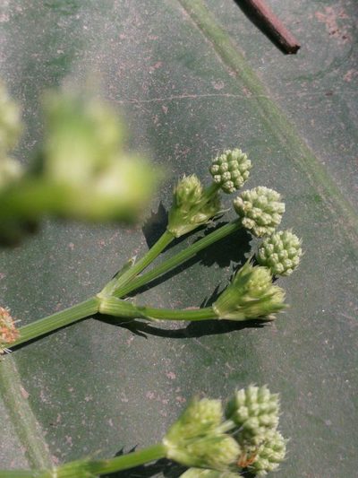 Eryngium mesopotamicum, photographed by Adriel Magnetti