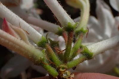 Rhododendron atlanticum, photographed by Austin Pursley
