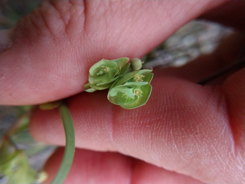 Euphorbia longicruris, photographed by Cleveland Powell
