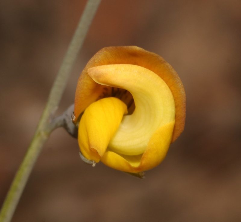 Lebeckia pauciflora, photographed by Brian du Preez