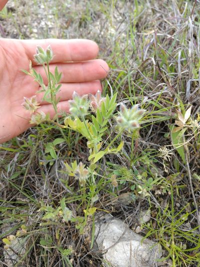 Astragalus wrightii, photographed by Cleveland Powell