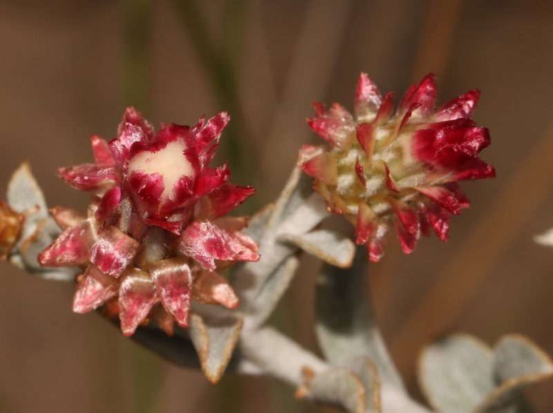 Syncarpha dregeana, photographed by Brian du Preez