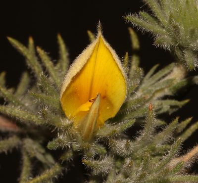 Aspalathus spicata, photographed by Brian du Preez