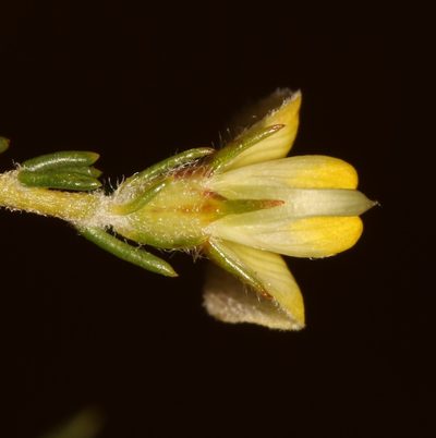 Aspalathus wittebergensis, photographed by Brian du Preez