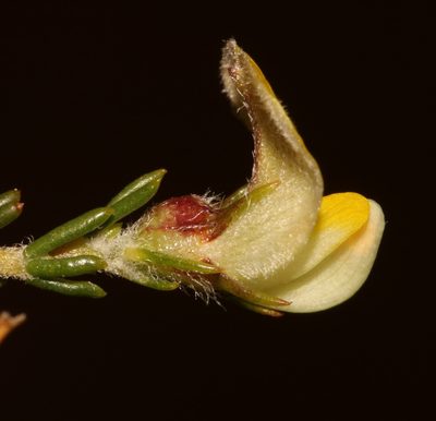 Aspalathus wittebergensis, photographed by Brian du Preez