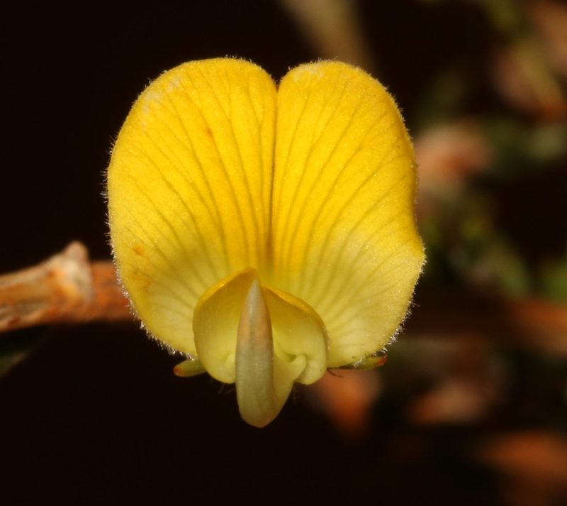 Aspalathus wittebergensis, photographed by Brian du Preez