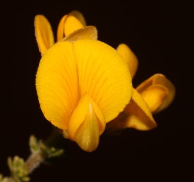 Aspalathus triquetra, photographed by Brian du Preez