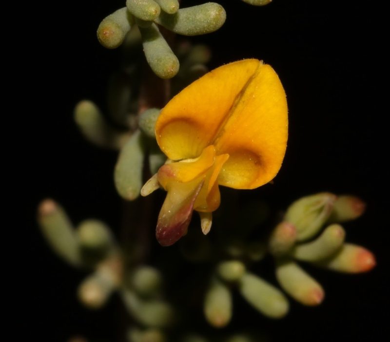 Aspalathus florulenta, photographed by Brian du Preez