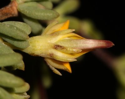 Aspalathus florulenta, photographed by Brian du Preez