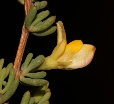 Aspalathus florulenta, photographed by Brian du Preez