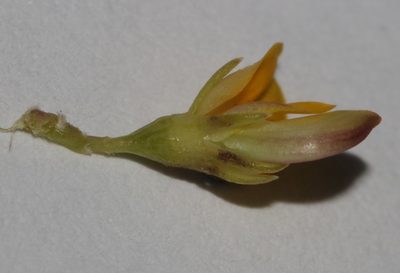 Aspalathus florulenta, photographed by Brian du Preez