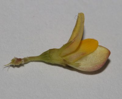 Aspalathus florulenta, photographed by Brian du Preez