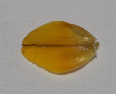 Aspalathus florulenta, photographed by Brian du Preez