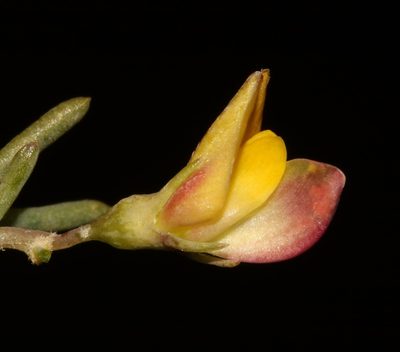 Aspalathus florulenta, photographed by Brian du Preez