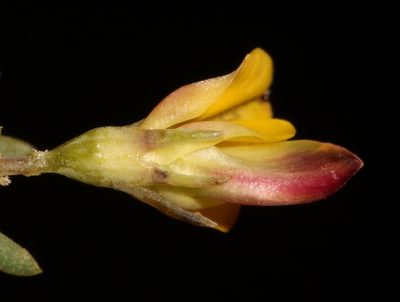 Aspalathus florulenta, photographed by Brian du Preez