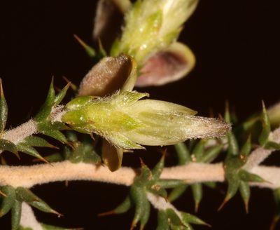 Aspalathus laeta, photographed by Brian du Preez